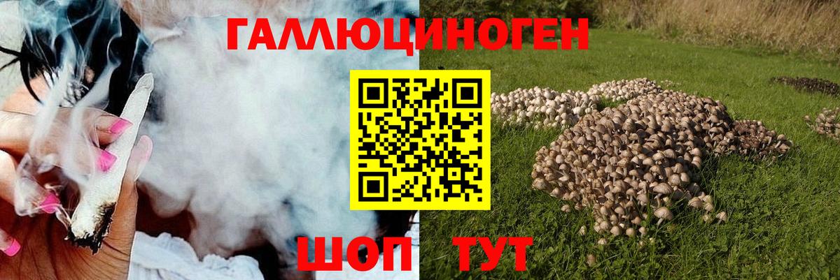 Сибай  Псилоцибиновые грибы Psilocybe  Вход с VPN 